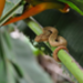 The viper zoomed in