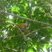 Squirrel Monkey.JPG