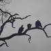 Buzzards waiting after a kill.