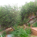 The front yard of the Mandela House. The umbilical cords of 4 of Nelson Mandela and his first wives children that were still-born are burried in this garden.