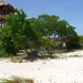 tree fort ryan.JPG
