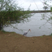 Pelican at a pool.