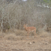 Impala