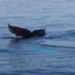 Humback diving