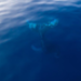Diving under the catamaran