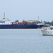 Harbor giant
