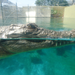 Mr Crocodile .JPG