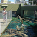 Fishing for crocs .JPG