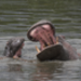 hippo.jpg