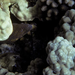 Morey Eel
