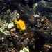 Yellow Tang