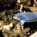 Unicorn Fish