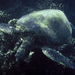 Green Sea Turtle