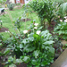 Garden at Sips B&B