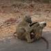 Baboons grooming each other.