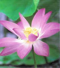 who were the lotus eaters in the odyssey