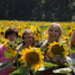 July Sunflowers