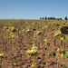 Southeast of Ankara - Sunflower Fields Forever. Sunflower seed oil is the favored cooking oil of the nation, and chewing the seeds is one of the favored pastimes of the nation. The country grows about 1.25 million acres of sunflowers.