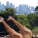 660px-Sydney_taronga_zoo.jpg