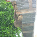 Two-toed sloth