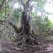 A knarly tree.
