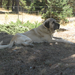 The handsomest dog in the East, the great Kangal. I met this fellow on the road to Bear Gulch. Speaking of which, the breed was bred to guard flocks of sheep and goats - and surely more than one Kangal has skirmished with a brown bear.