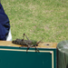 Giant grasshopper.