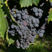 Sagrantino Grapes