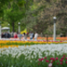 canadian_tulip_festival13.jpg