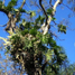 arbol.jpg