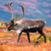 moose.jpg