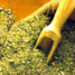 yerba.jpg