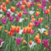canadian_tulip_festival15.jpg