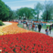 canadian_tulip_festival19.jpg
