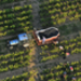 Harvesting Grapes