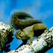 Safari-Ardilla.jpg