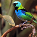 Safari-Aves.jpg