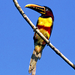 Safari-Aves2.jpg