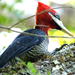 Safari-Aves11.jpg