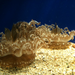upside down jellyfish