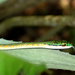 Safari-Culebra.jpg
