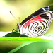 Safari-Mariposas6.jpg