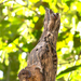 Safari-Aves17.jpg