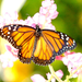 Safari-Mariposas9.jpg