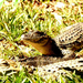 Safari-Yacare.jpg