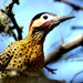 Safari-Aves12.jpg