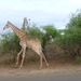 Giraffes. There are many of them.