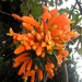Safari-Flora.jpg