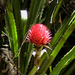 Safari-Flora2.jpg