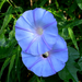 Safari-Flora3.jpg